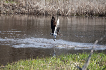 Osprey in flight with a fish