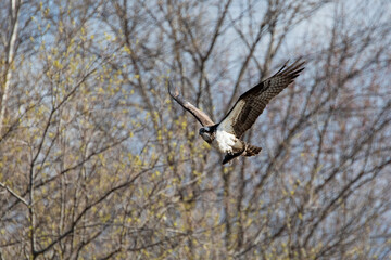 Osprey in flight with a fish