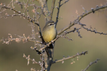 Greater Wagtail tyrant, caldén forest,La Pampa, Argentina