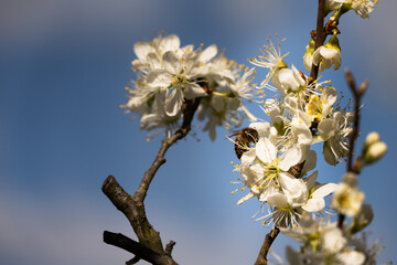 Close up of a bee on  damson flowers in spring