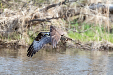 Osprey flying