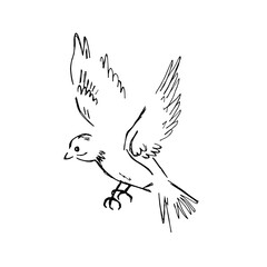Vector hand drawn flying bird isolated on white background. Sketch illustration.