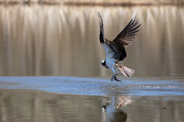 Osprey in flight with a fish
