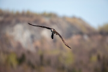 Osprey in flight with a fish