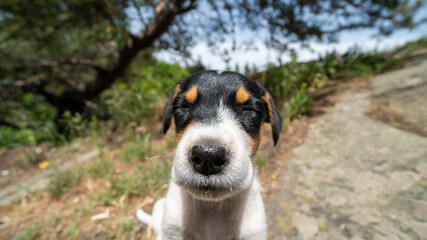 portrait of a little puppy dog