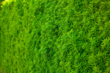 green hedge background with green leaves. Nature background.