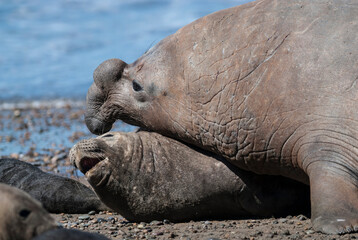 Fototapeta premium Elephant seal couple mating, Peninsula Valdes, Patagonia, Argentina