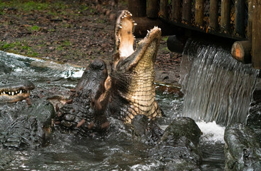 American Alligators feeding at gator park in St. Augustine Florida.