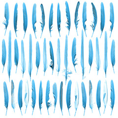 Bird and parrot feathers hight quality