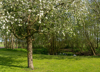 blossoming apple trees in a green meadow in vibrant springtime colors