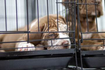 A puppy with a wrinkled face Pitbull, poor, fat, lying in a cage. Cute face wants to come out for a run for sale Waiting for someone to take ownership