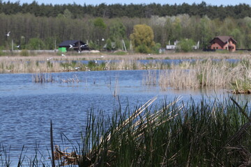 Forest lake landscape. The lake shore is overgrown with reeds. 