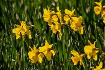 Obraz premium yellow daffodils in the garden