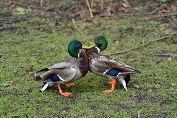Mallard ducks making love 