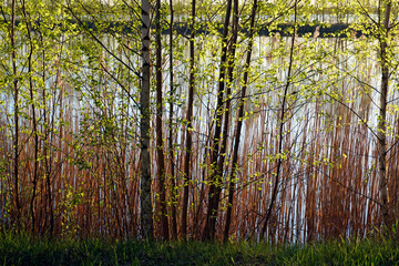 Reeds near the shore of the lake and a shot against the sunlight through the young foliage of birches