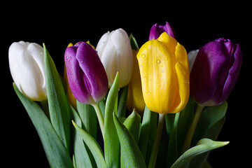 tulips bouquet dew on black background