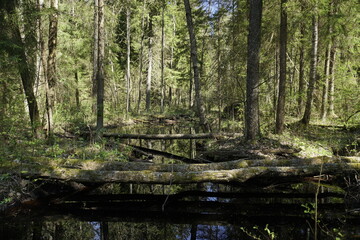 Reserved dense forest. A river and trees felled by beavers. Swamp. Scenery. Horizontal shot. In the Berezinsky reserve
