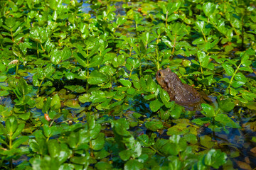 frog in the pond