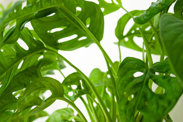 Obraz premium Monstera interior flower