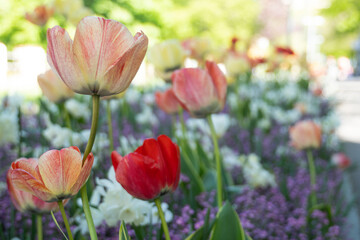 tulips in garden in Prague