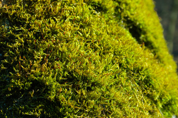 green moss on the trunk of old tree