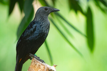 blackbird on a branch - raven