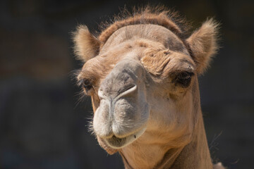 close up of camel face