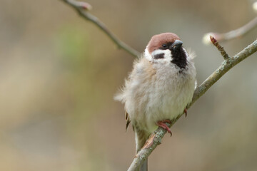 Eurasian tree sparrow (Passer montanus)