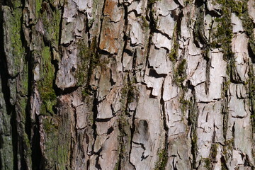 Obraz premium Tree bark texture. Beautiful background.