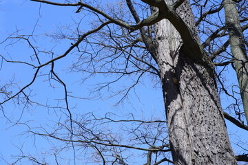 Blue sky through tree branches