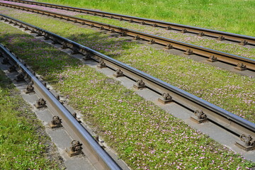 Zwei Bahngleise mit vielen blühenden Wildblumen und grünem Gras im Frühling bei Sonnenschein in Potsdam