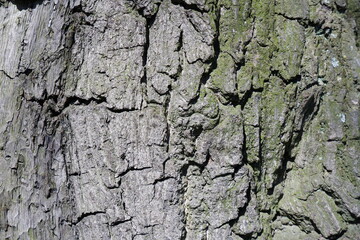 Tree bark texture. Beautiful background.