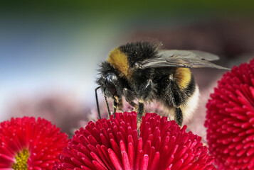 Bee and flower. Close up of a large striped bee collects honey on a  on a Sunny bright day.Summer and spring backgrounds