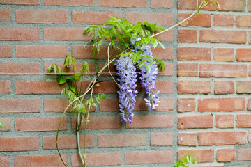 purple flowers in the garden nature