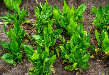 Close up of spinach growing (Spinacia oleracea)

