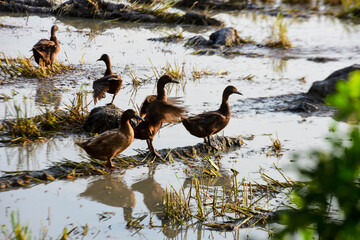 family of ducks