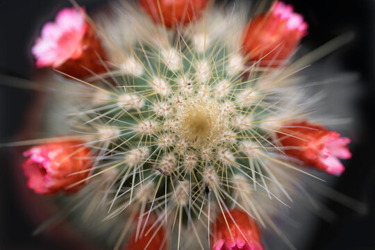 Mini-cactus Echinocactus Grusonii With Small Red Flowers Seen From Above On A Black Background