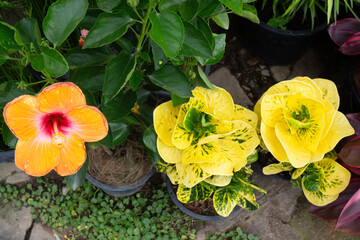 Chilled out at outdoors plant market