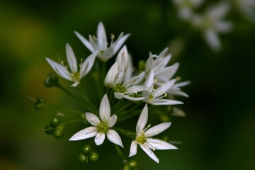 Fleurs:Ail des ours.