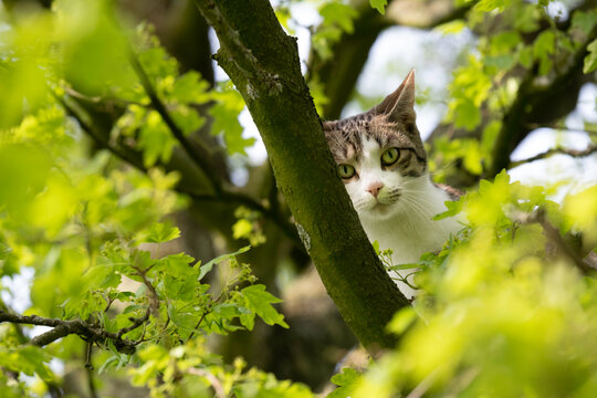 Cat hides high on a thick branch in a tree among the foliage and stares at the camera. Focus on the animal's head and whiskers