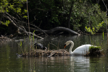 Defense of the nest, Coot vs Swan