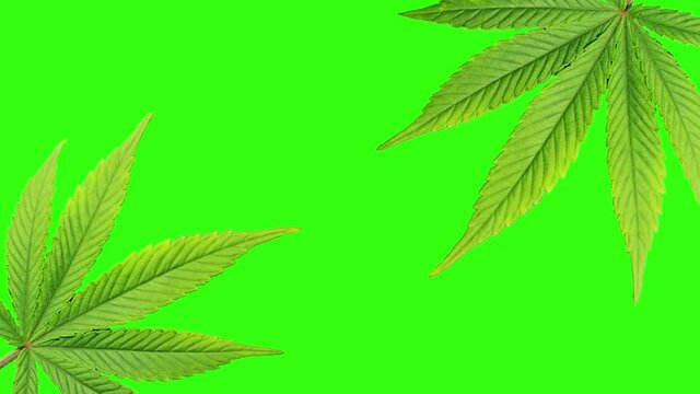 Cannabis leaf animation. Medical marijuana on green screen. Copy space