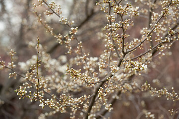 The blooming branch of a cherry tree with soft focus effect