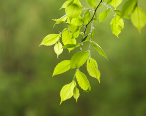 Fototapeta na wymiar bright green leaves with raindrops on a blurred background