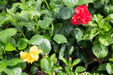 Chilled out at outdoors plant market