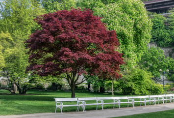 Fototapeta premium Trees in the park. The trees put on spring foliage, painted in soft green tones. One tall decorative maple is dyed burgundy. Spherical tree crowns in Dvořák park (Karlovy Vary, Czech Republic) 