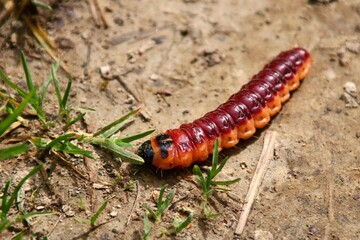 Chenille  Cossus Gâte-bois.