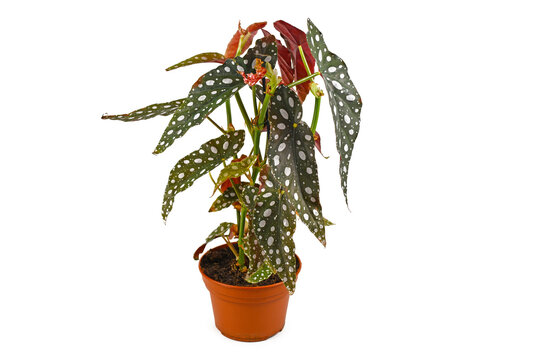 Funny 'Begonia Maculata' houseplant with white dots in flower pot isolated on white background