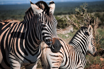 Fototapeta na wymiar Zebra and baby