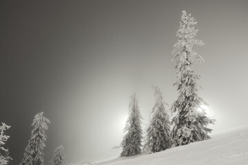High contrast black and white picture of frozen trees standing in deep snow in backlight and fog a winter evening